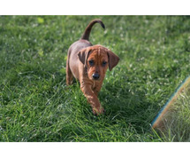 Rhodesian Ridgeback Puppies for Sale in Bhubaneswar