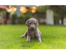 Weimaraner Puppies for Sale in Mysore