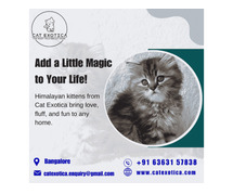 Purebred Himalayan Kittens for sale in Bangalore | Best Himalayan Cat in Bangalore