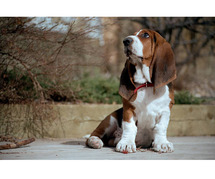 Basset Hound Puppies for Sale in Mysore