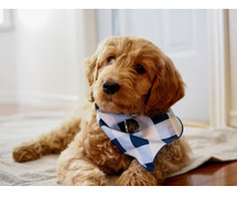 Goldendoodle Puppies for Sale in Ghaziabad