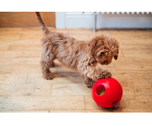 Cockapoo Puppies for Sale in Ghaziabad