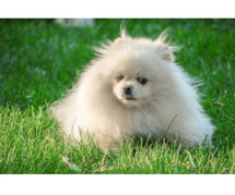 Toy Pom Puppies for Sale in Ghaziabad