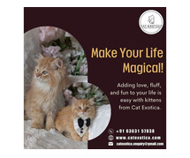 Persian Kittens in Bangalore | Best kitten breeders in Bangalore