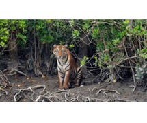 SUNDARBAN PACKAGE TOUR 2024-2025