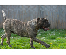 Presa Canario Puppies for Sale in Ghaziabad