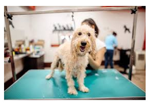 affordable pet grooming Salem | pet grooming service in Salem