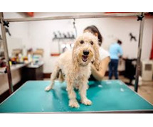 affordable pet grooming Salem | pet grooming service in Salem