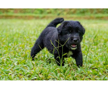 Newfoundland Puppies for Sale in Ghaziabad