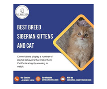 Cat Exotica | Purebred Siberian Kittens for sale in Bangalore