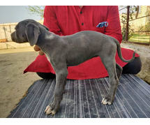 Rampur Hound Puppies for Sale in Ghaziabad