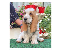 Basset Hound Puppies for Sale in Ghaziabad