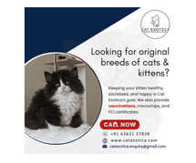 Cat Exotica | Looking for original breeds of cats & kittens