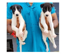 Greyhound Puppies for Sale in Ghaziabad