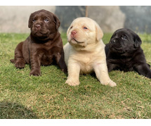 Labrador Retriever Puppies for Sale in Ghaziabad