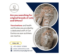 Are You Looking for original breeds of cats in Bangalore? | Cat Exotica