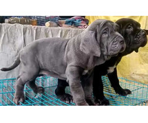 Neapolitan Mastiff Puppies for Sale in Ghaziabad