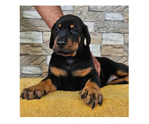 European Doberman Puppies for Sale in Ghaziabad