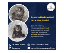 Cat Exotica | looking for original cats & kitten breeds