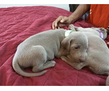 Weimaraner Puppies for Sale in Noida