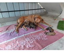 Rhodesian Ridgeback Puppies for Sale in Noida