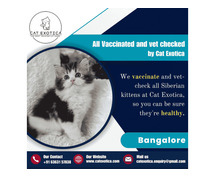 Cat in Bangalore | Best Siberian Cat in Bangalore