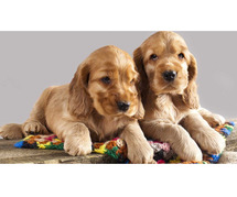 Cocker Spaniel Puppies for Sale in Noida