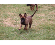 Belgian Malinois Puppies for Sale in Imphal