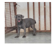 Cane Corso Puppies for Sale in Imphal