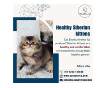 Catexotica | Find Purebred Siberian Kittens for sale in Bangalore