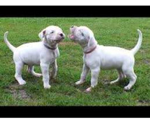 Dogo Argentino Puppies for Sale in Imphal