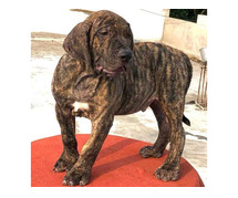 Presa Canario Puppies for Sale in Imphal