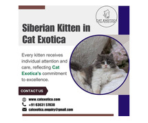 Best Siberian Cat in Bangalore | Catexotica