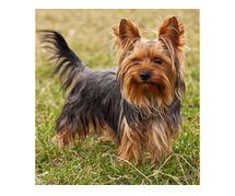 Yorkshire Terrier Puppies for Sale in Imphal