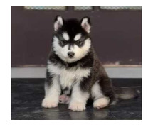 Siberian Husky Puppies for Sale in Imphal