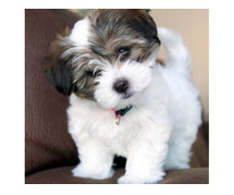 Havanese Puppies for Sale in Imphal