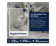 Ragdoll Kittens in Bangalore | Catexotica