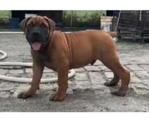 Boerboel Puppies for Sale in Imphal