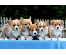 Pembroke Welsh Corgi Puppies for Sale in Meerut