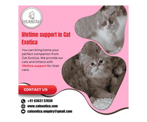 Cat in Bangalore | Catexotica