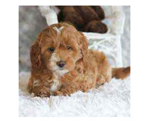 Goldendoodle Puppies for Sale in Meerut