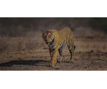 6 Days Golden Triangle Tour with Ranthambore