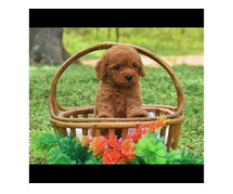 Labradoodle Puppies for Sale in Meerut