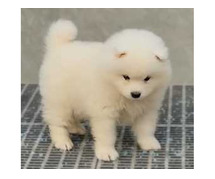 Samoyed Puppies for Sale in Meerut