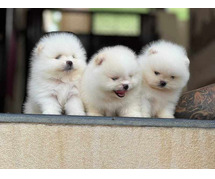 Toy Pom Puppies For Sale In Meerut