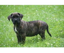 Presa canario Puppies For Sale In Meerut