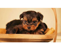 Yorkshire Terrier Puppies For Sale In Meerut