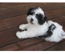 Havanese Puppies For Sale In Meerut