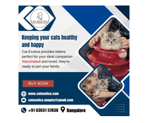 Kittens in Bangalore | Buy Cats and Kittens for Sale in Bangalore