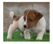 Jack Russell Terrier Puppies For Sale In Meerut